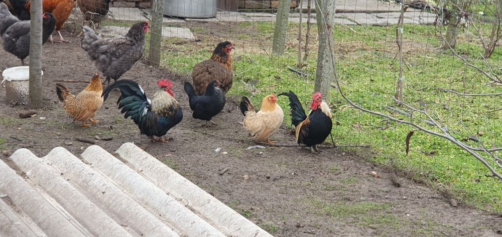 Декоративни петлета