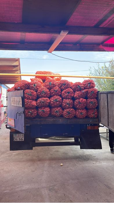 Продам лук среднего калибра