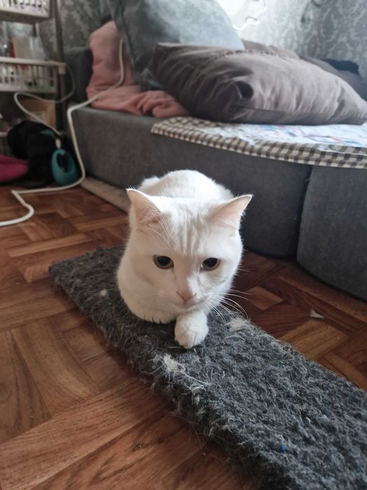 Пропал кот!!! Белый, в Аксай4