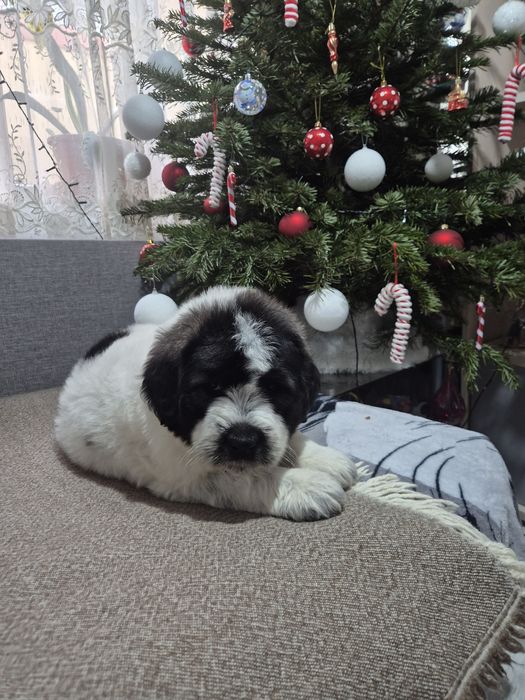 Pui Ciobănesc Romanesc Mioritic