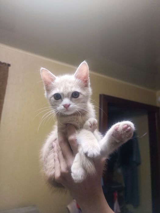 Маленькие котята