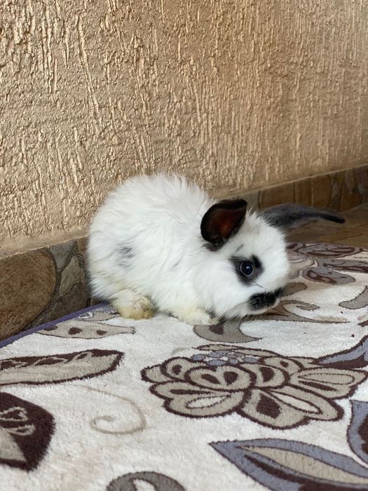 Кролик, крол, кролы