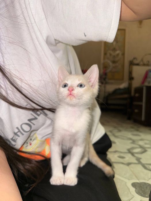 Котята домашнте ласковые