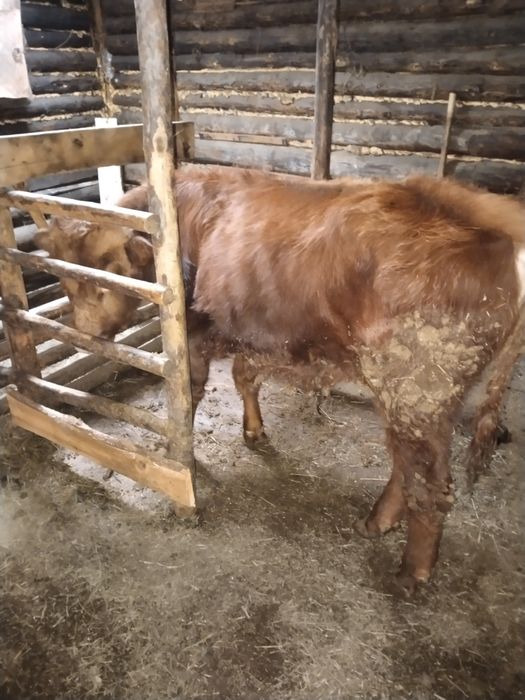 Продам бычка годавалога