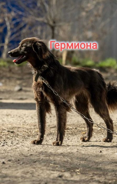 Дарю в добрые и ответственные руки