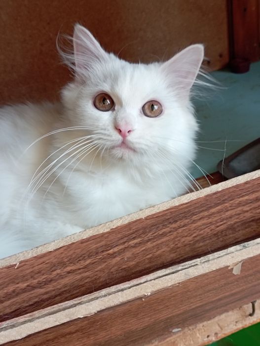 Котёнок мальчик 6 мес.