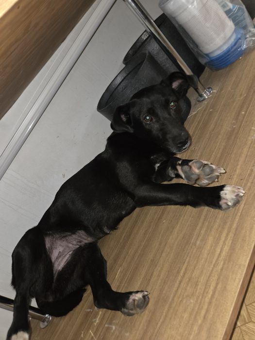 Отдается в добрые руки