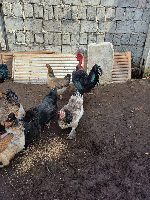 Продам кур домашних