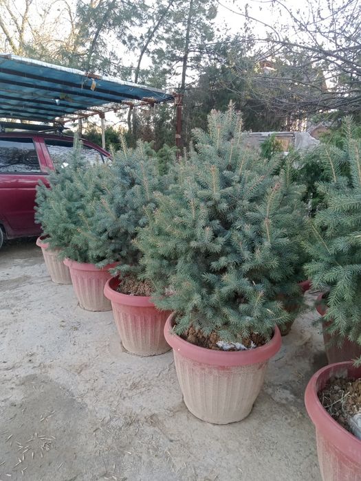 Голубой ел ку́чатлари арзон нархларда