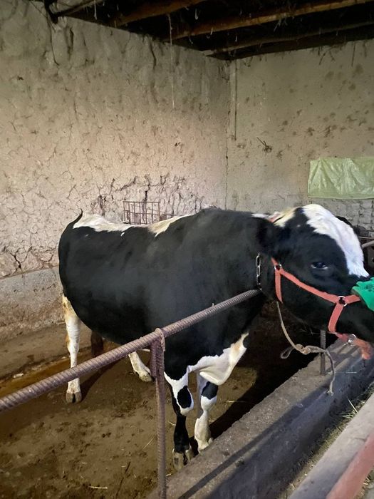 Buqalar sotiladi. Angus va gibirit, narxini kelishamiz