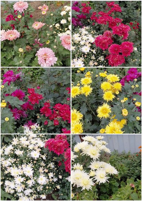 Хризантема мультифлора, корейская