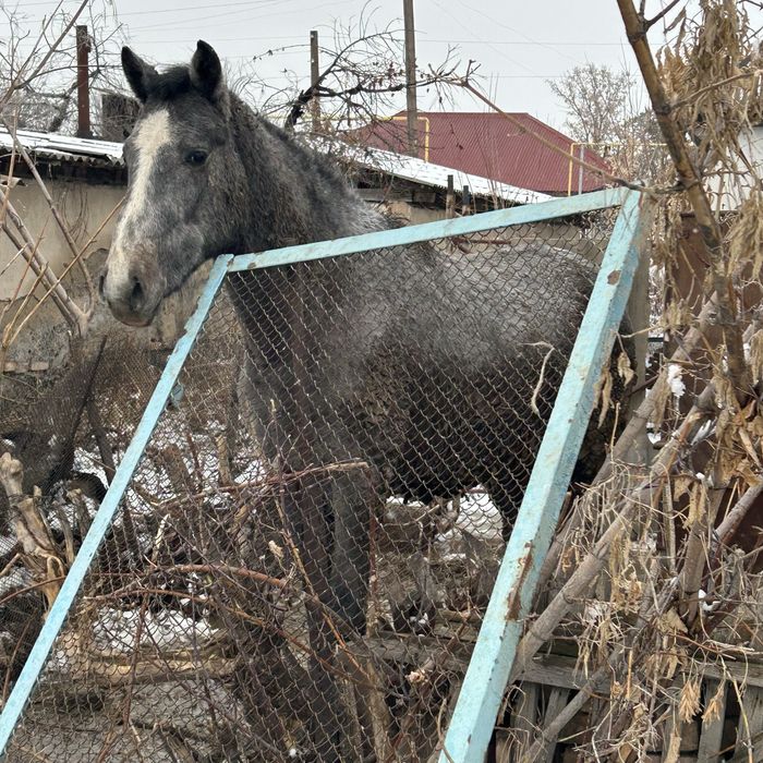 Семіз жылқы ,Айғырлыққада болады жасы 3