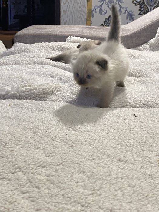 Shinshila soglom akilli