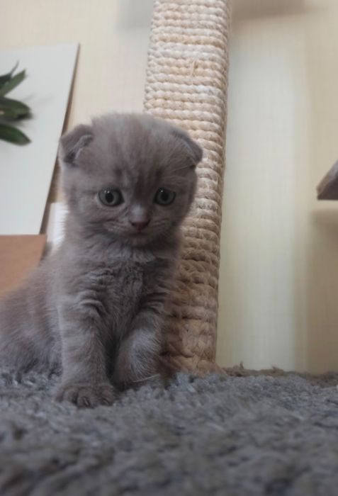 Котята скотишь фолд