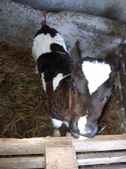 Vând viței bălțată