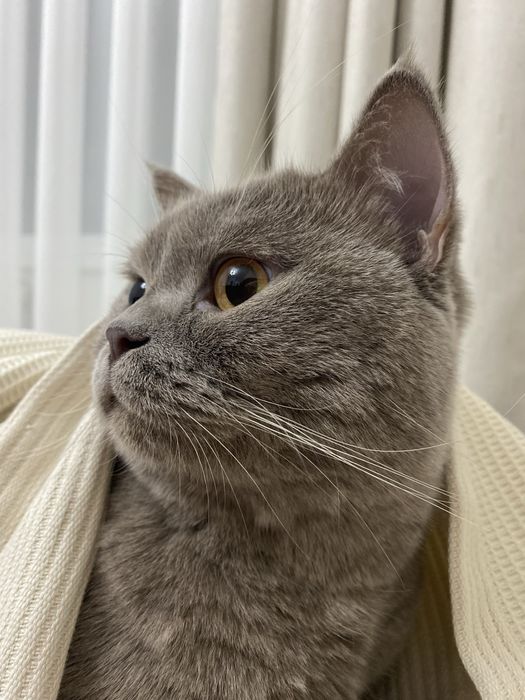 Ищу для кота добрый и заботливый дом