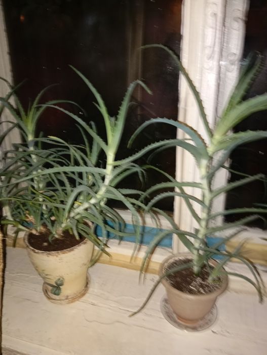 Продам Алоэ лечебный