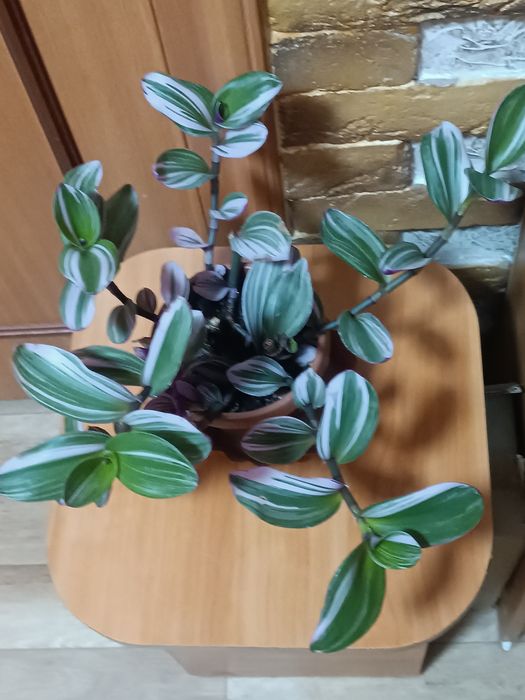 Продам цветок традесканция