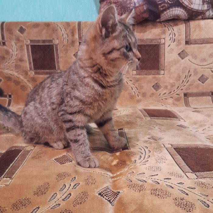 Отдам в добрые руки котят мальчика и девочку