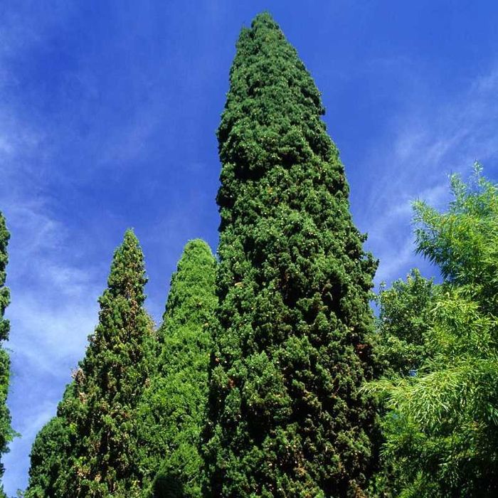 Продавам едроразмерни иглолистни дървета 4 до 8 метра