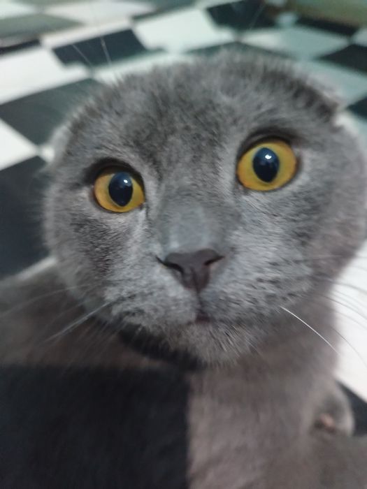 Scottish Fold uy mushugi