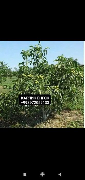 Мевалик кучатлар