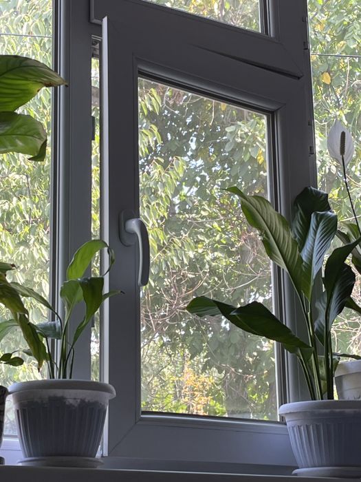 Продам комнатные цветы