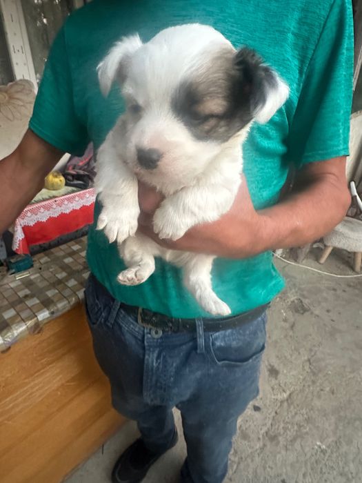 Căței bichon maltez