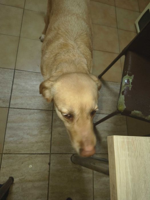 Donez câine labrador