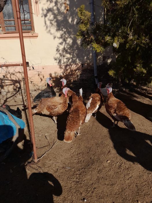 Vând curci și curcani