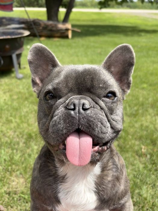 Ingrijire si plimbare pet (caini si pisici ) la domiciliu