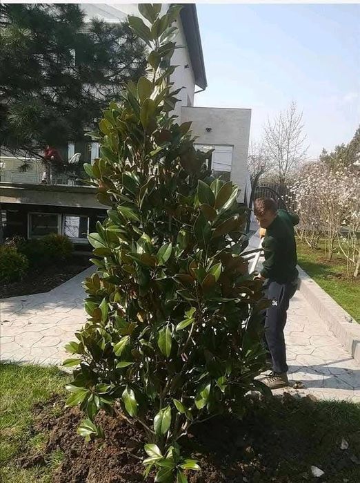 Leylandy tuia palmier magnolia.dif specii.gazon amenajari gradini