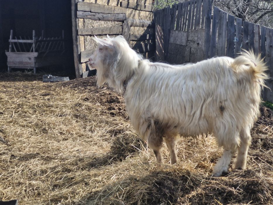 Țap banatean bun de monta