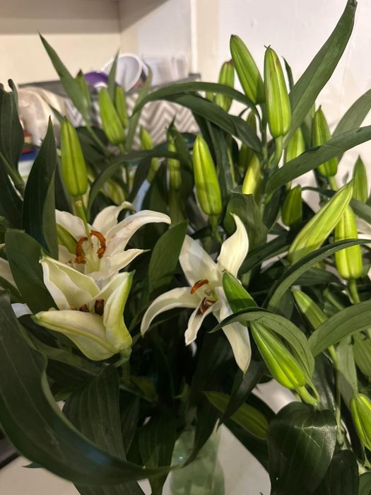 70 см жаңа лилия гүлдері сатылады.
Әлі толық ашылмаған, сапасы жақсы.