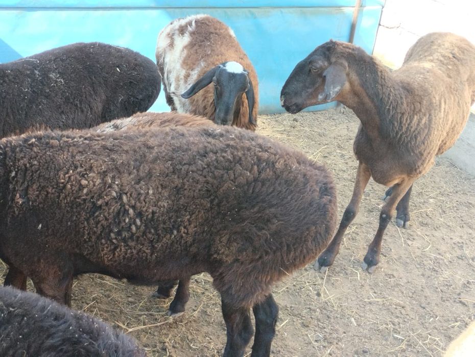 Қой сатылады, семіз тоқтылар әртүрлі бағада