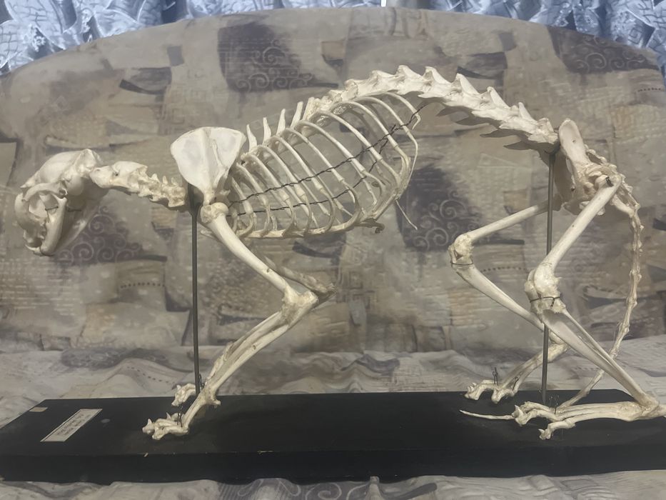 Настоящий скелет кошки