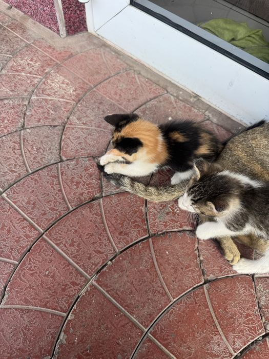 Отдам котят в добрые руки БЕСПЛАТНО!