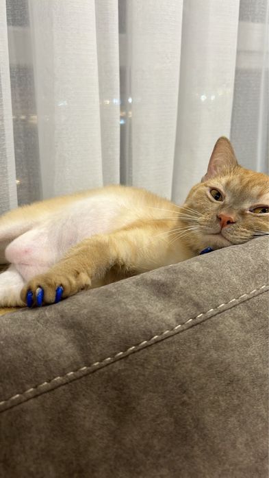 Полубриташка рыжий кот в Астане