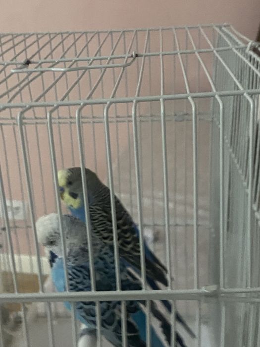 Волнистый попугаи