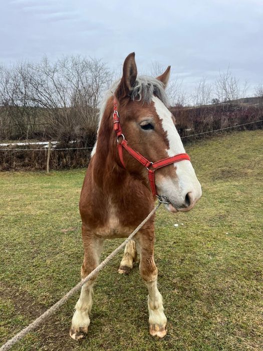 Vand mânz de un an si 5 luni