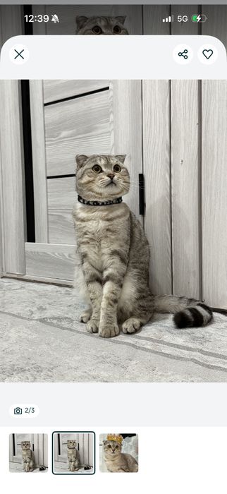 Отдам кота в добрые руки