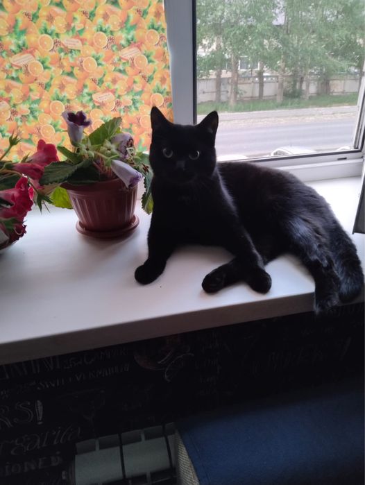 Кот не породистый