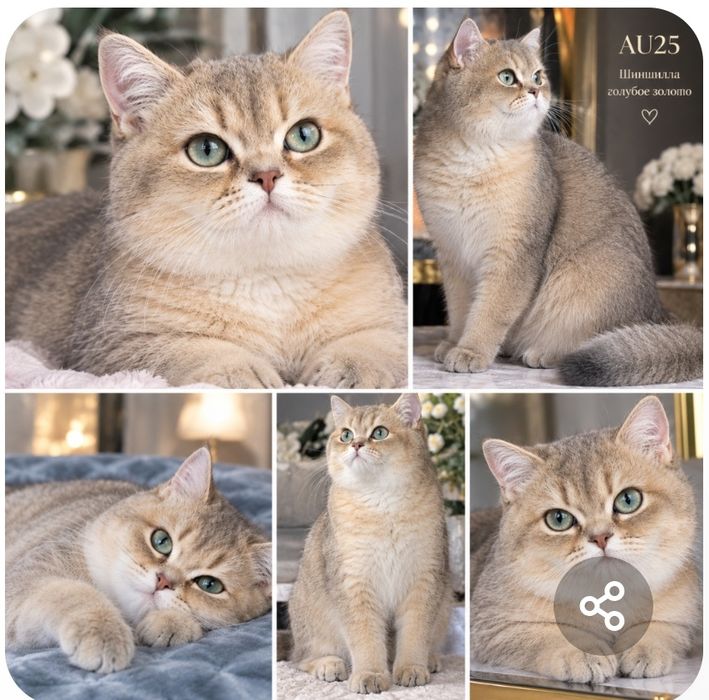 Котята Элиты шоу класса . Большой выбор
