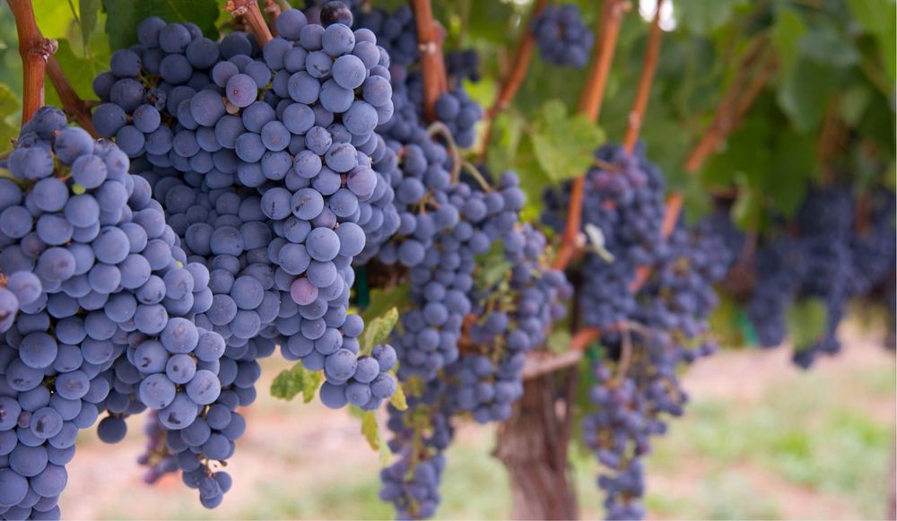 Vand struguri de vin avem toate soiurile disponibil transport gratuit in toata tara