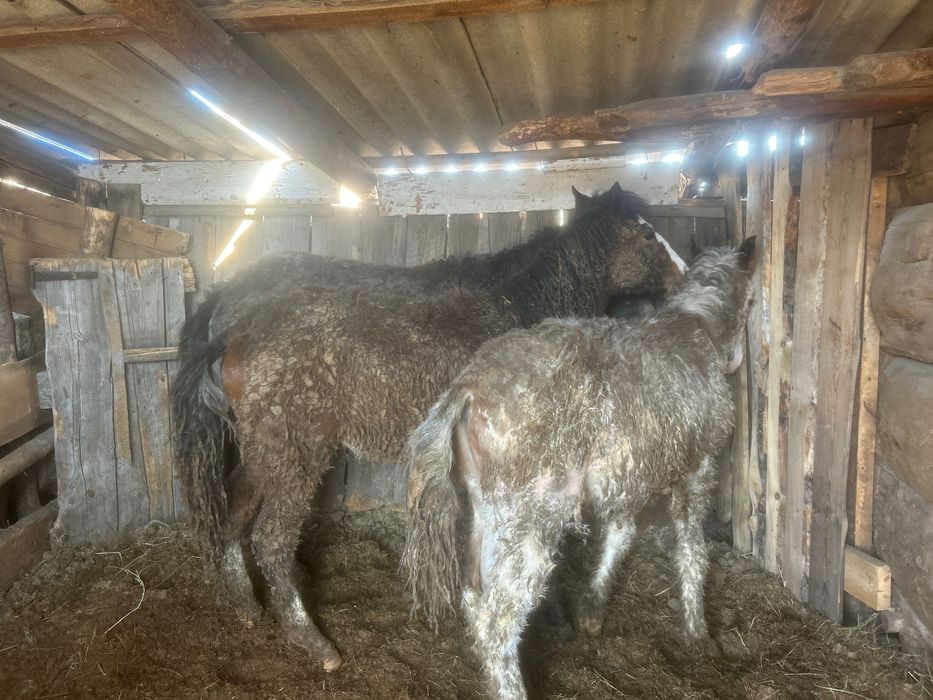 Продам упитанных жеребят