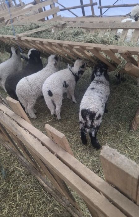 Miei   Paste   - calitate garantata