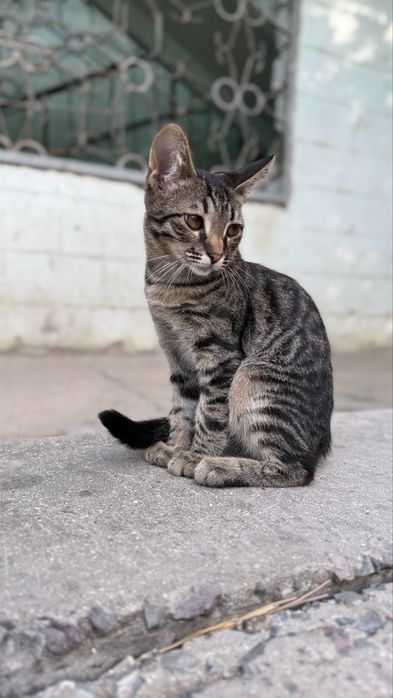 Отдам котенка в добрые руки