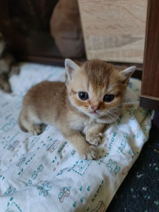Продам котят породистых