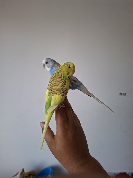 Perusi papagali pereche