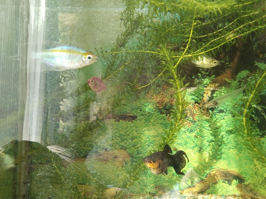 Аквариум 70 литр